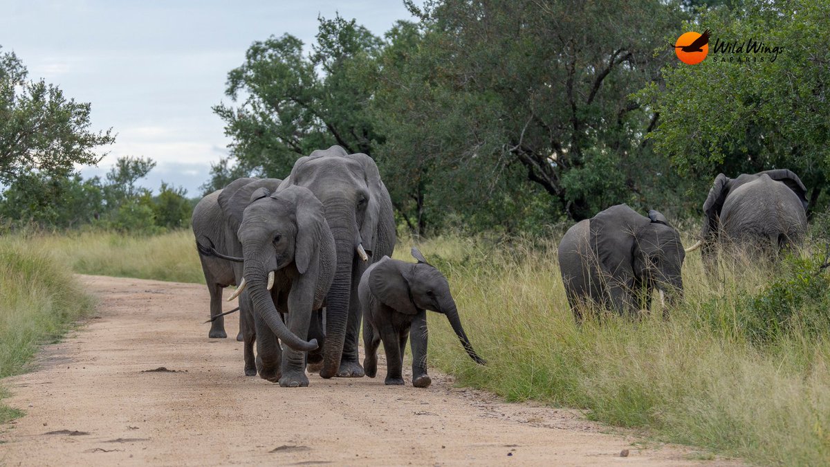 WildWingsSafari's tweet photo. Together is their superpower. ⭐

📷 Simon Vegter 📍Kruger National Park https://t.co/i7sF2QYF2e