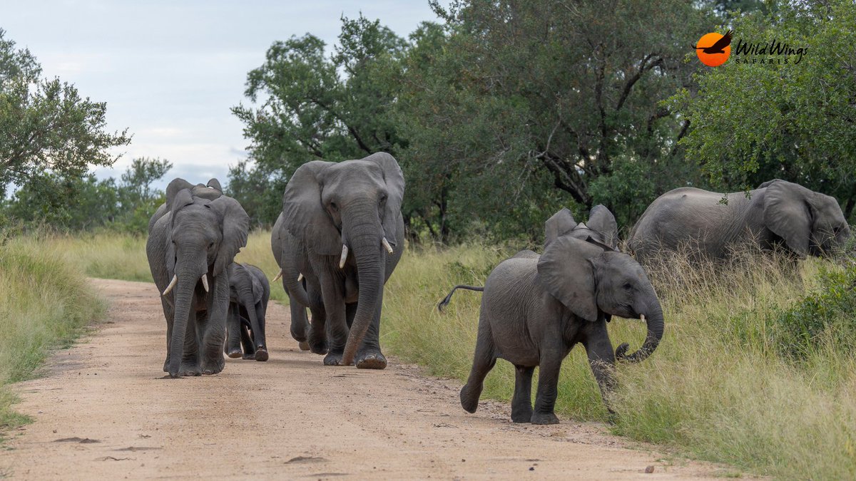 WildWingsSafari's tweet photo. Together is their superpower. ⭐

📷 Simon Vegter 📍Kruger National Park https://t.co/i7sF2QYF2e