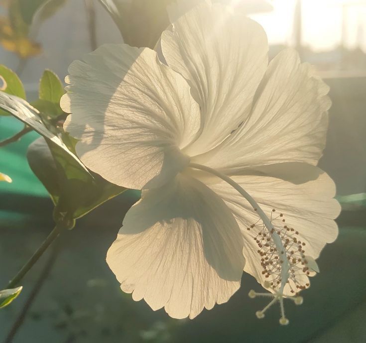 cutecorestar's tweet photo. hibiscus https://t.co/H0XumehpdR