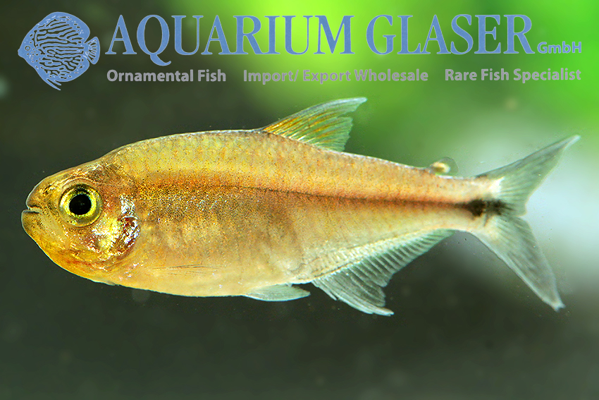 aquariumglaser's tweet photo. #Hemigrammus sp. #Cenepa 
find more details and pics @ https://t.co/kgExUnuDLM https://t.co/qq6RQn2Wwk