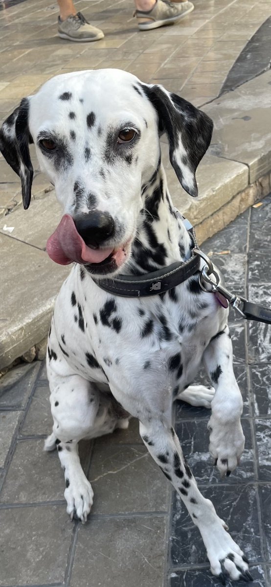 DycheNichols's tweet photo. 9 years ago today we adopted our amazing Dalmatian Dora from k9friends in Dubai. She’s 16 1/2 years old and still bring us so much joy everyday. https://t.co/dDJm9I4YP6
