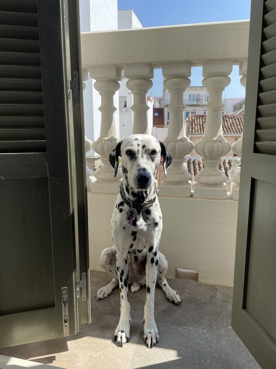 DycheNichols's tweet photo. 9 years ago today we adopted our amazing Dalmatian Dora from k9friends in Dubai. She’s 16 1/2 years old and still bring us so much joy everyday. https://t.co/dDJm9I4YP6
