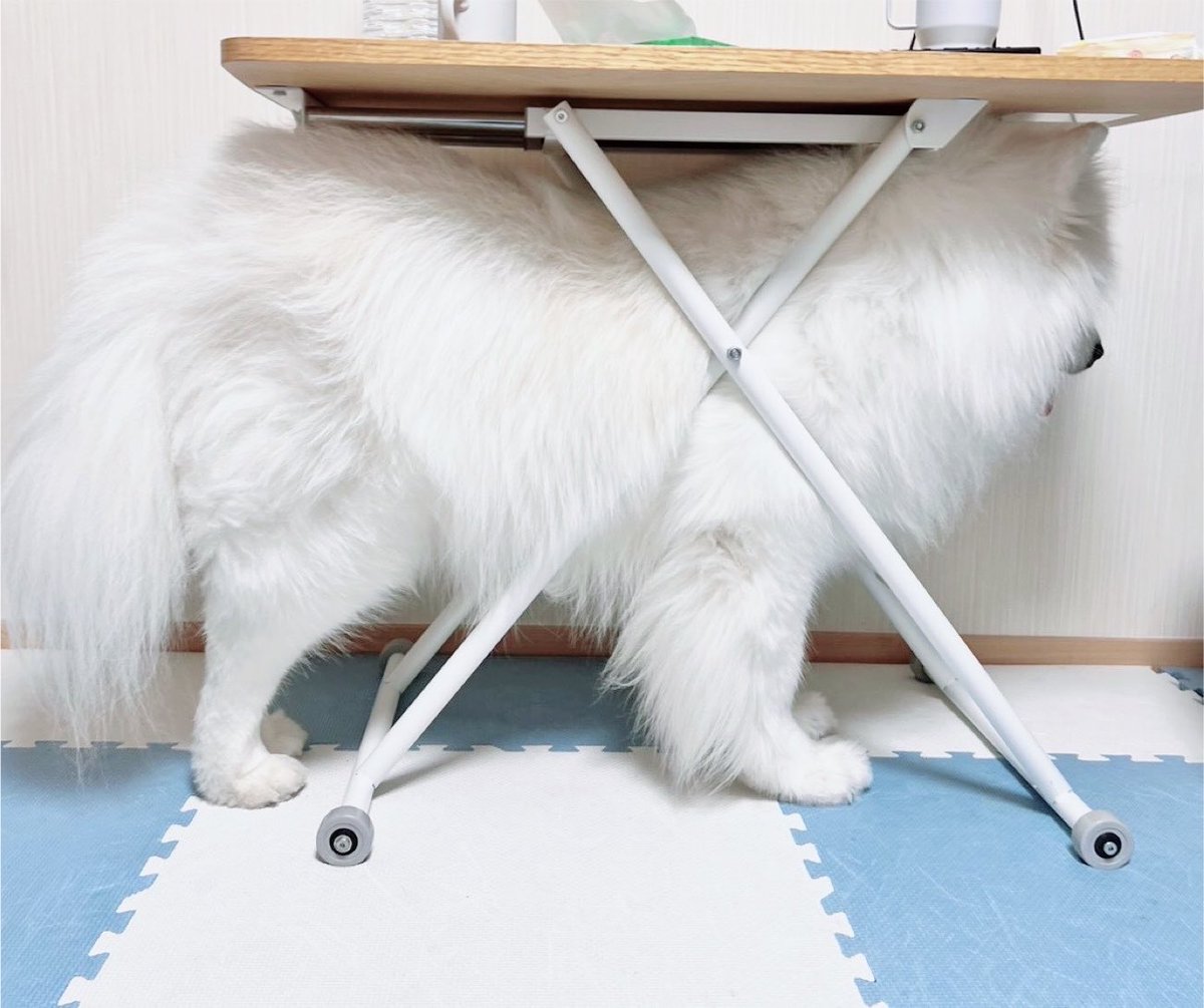 samoyed_dazs's tweet photo. 歯磨きが嫌なサモエドが考え抜いた
歯磨きから逃れる方法がこちら https://t.co/3sDeOBR3ZZ