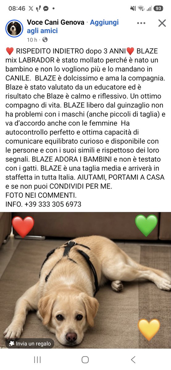 CuoreIschitano's tweet photo. Blaze❤️Lo adottano da un canile.. dopo 3 anni lo riportano in canile perché gli nasce un figlio..che la vita vi ripaghi con la stessa moneta! 
Se non puoi adottare 💔 RiTwitta @WAL_Italia @peraiutare @adozioneanimali @peraiutare @AdottaC @CondivisioneA @SavetheDogsSTD 🆘️ https://t.co/0dOkHO8ezW