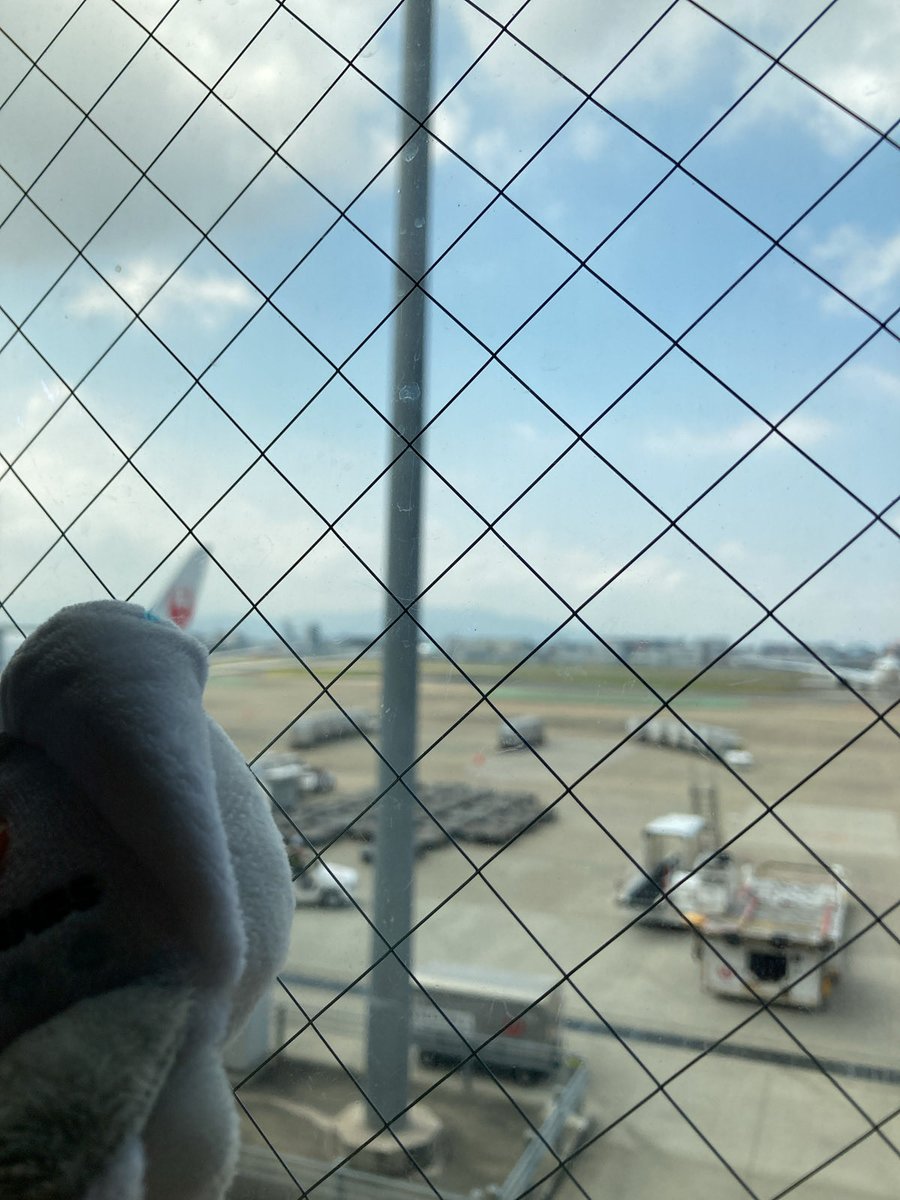 atelierfeuille's tweet photo. 福岡空港と富士山と…
おなかすいたから家帰る前に羽田の丸亀へ。
「おうちきえるきゅ…」
帰りたくなーい！でも早くおうちしろたんに会いたいっ！

飛行機にて…
CAさん「只今の東京の気温は28度、大変暑く…」
「涼しっ！！」
九州連日36度越えだったからねぇ

#しろたん #しろ旅 #旅の思い出 https://t.co/tarp1OSIN8