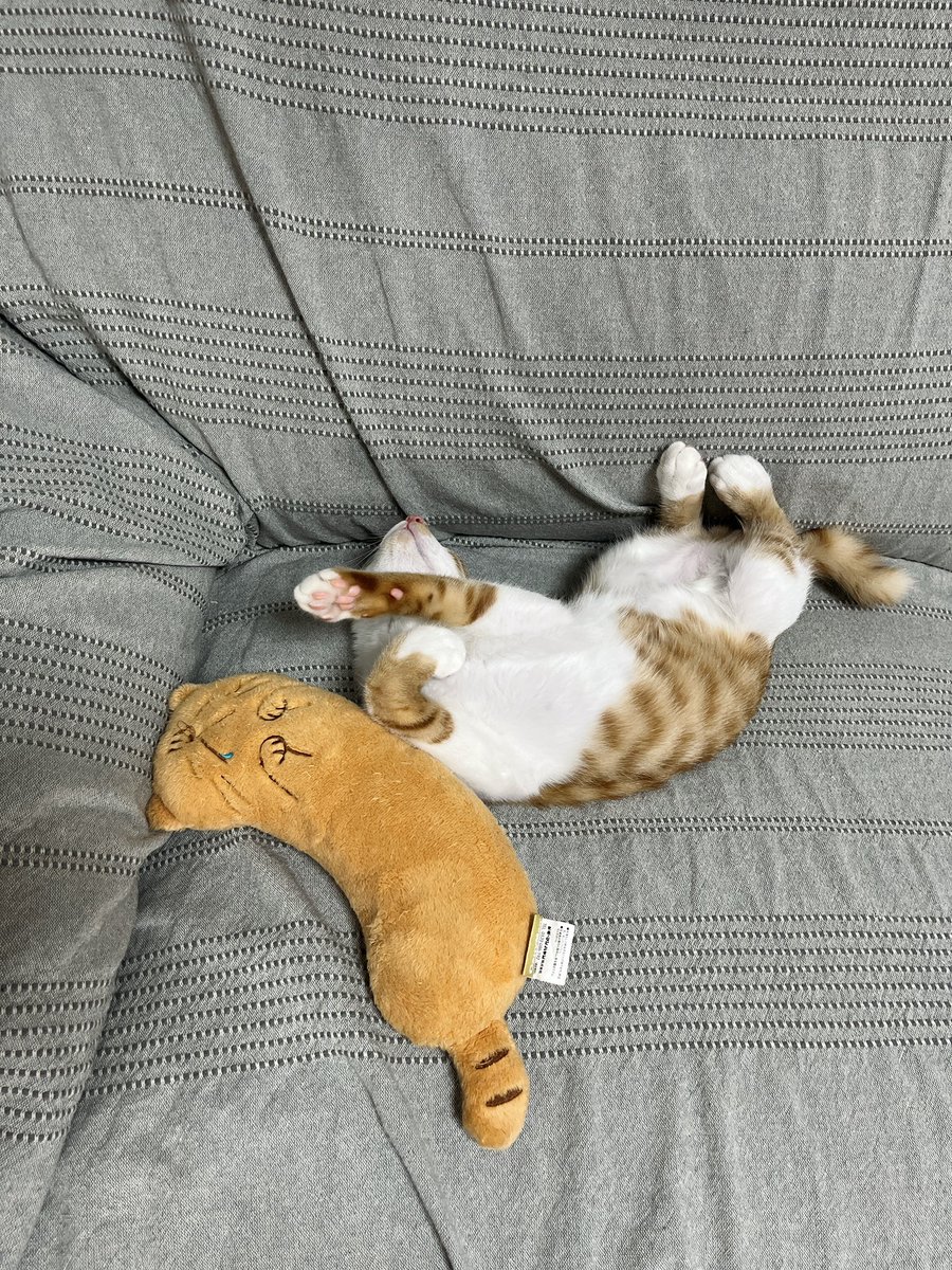 chairoi728's tweet photo. 帰ってきたよー🙋🏼‍♀️

#猫のいる暮らし https://t.co/1oayGTcxX9