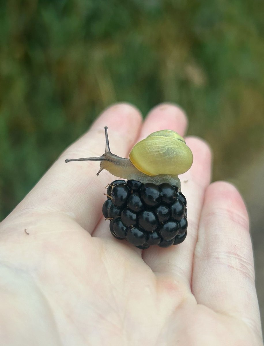 equine__dentist's tweet photo. he’s so small he could only needs one blackberry https://t.co/3WVVFgq56j