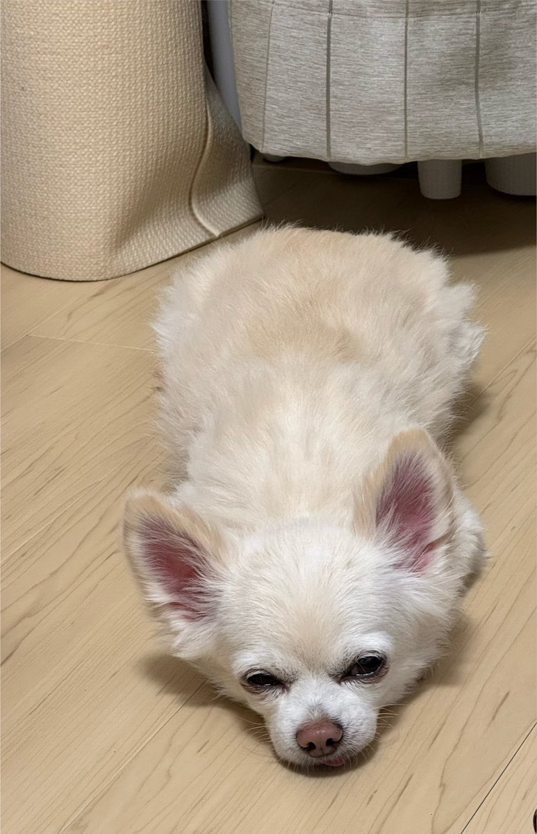 bechonnosuke's tweet photo. イモムシ

#今日のべべ
#チワワ
#いぬ
#犬 https://t.co/r4pQL7roNa