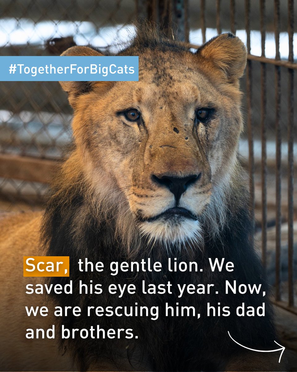 fourpawsAU's tweet photo. You helped save Scar's eye. Now it's time to rescue him and his family. ⁠🦁💕 #TogetherForBigCats
⁠
Scar, Joe, Stanley and Lionel will soon travel to LIONSROCK Big Cat Sanctuary for expert care and a species‑appropriate home.

Support their rescue: https://t.co/5mJxwLxlHY https://t.co/mzpBRMQz4o