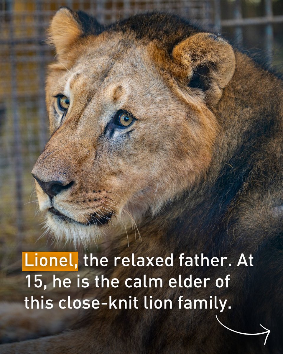 fourpawsAU's tweet photo. You helped save Scar's eye. Now it's time to rescue him and his family. ⁠🦁💕 #TogetherForBigCats
⁠
Scar, Joe, Stanley and Lionel will soon travel to LIONSROCK Big Cat Sanctuary for expert care and a species‑appropriate home.

Support their rescue: https://t.co/5mJxwLxlHY https://t.co/mzpBRMQz4o