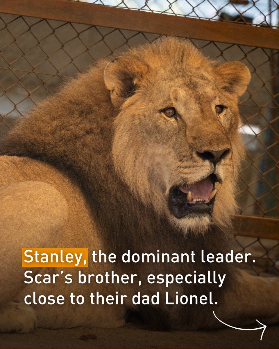 fourpawsAU's tweet photo. You helped save Scar's eye. Now it's time to rescue him and his family. ⁠🦁💕 #TogetherForBigCats
⁠
Scar, Joe, Stanley and Lionel will soon travel to LIONSROCK Big Cat Sanctuary for expert care and a species‑appropriate home.

Support their rescue: https://t.co/5mJxwLxlHY https://t.co/mzpBRMQz4o