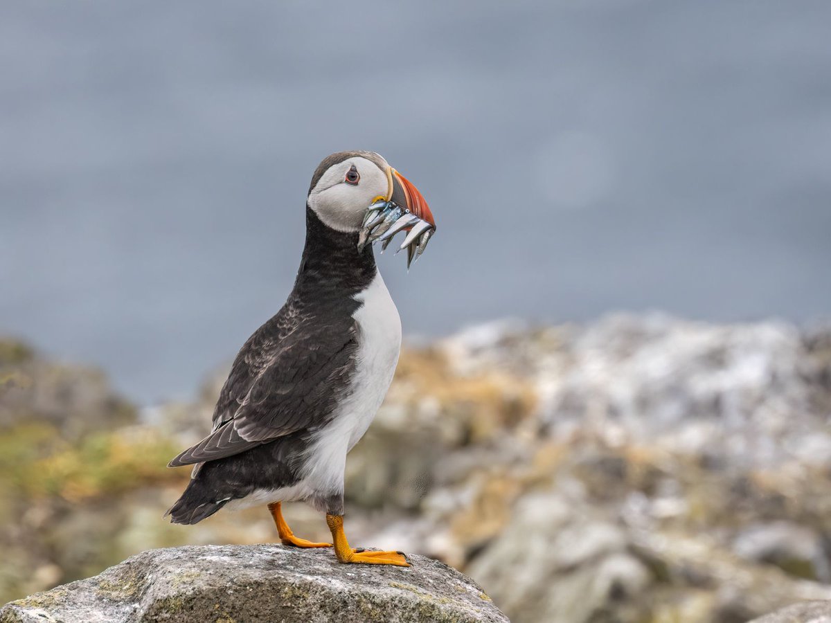 vickyoutenphoto's tweet photo. Puffin with sand eels, Isle of May
It's taken me over 8 years to get a photo of a puffin with sand eels.
https://t.co/E6uD5xMUx0
#wildlife #bbccountryfilemagpotd #BBCWildlifePOTD #BBCSpringwatch @ThePhotoHour @Team4Nature @Britnatureguide @NatureUK @wildlifemag #puffin https://t.co/jl0pl8XtSe