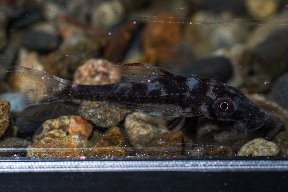 aquafocus_a10i's tweet photo. 【オンラインストア熱帯魚追加情報】

本日入荷の熱帯魚をオンラインストアへ掲載いたしました。

https://t.co/BY6WifDBqo
↑↑↑
こちらからご確認ください👍

#アクアフォーカス 
#AquaFocus 
#アクアリウム 
#アジとイワシ 
#オンラインストア 
#通販サイト https://t.co/yBgzZqwSBC