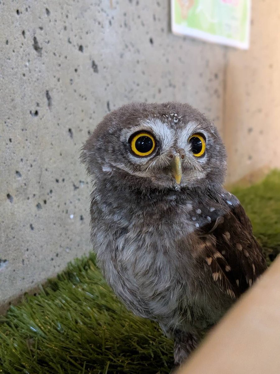 owlnestcafe's tweet photo. 本日から仲間入り!!
まだ頭がぽわっぽわのインドコキンメフクロウと、当店ではお久しぶりのオーストラリアガマグチヨタカです🥳
今日きたばかりでまだ少し緊張していますが、そっと会いに来てみてくださいね😊
お迎えも募集中♪

お問い合わせはこちら💁‍♀️

📞03-5817-8133

#フクロウ　#フクロウカフェ https://t.co/t1RRzwcAyb