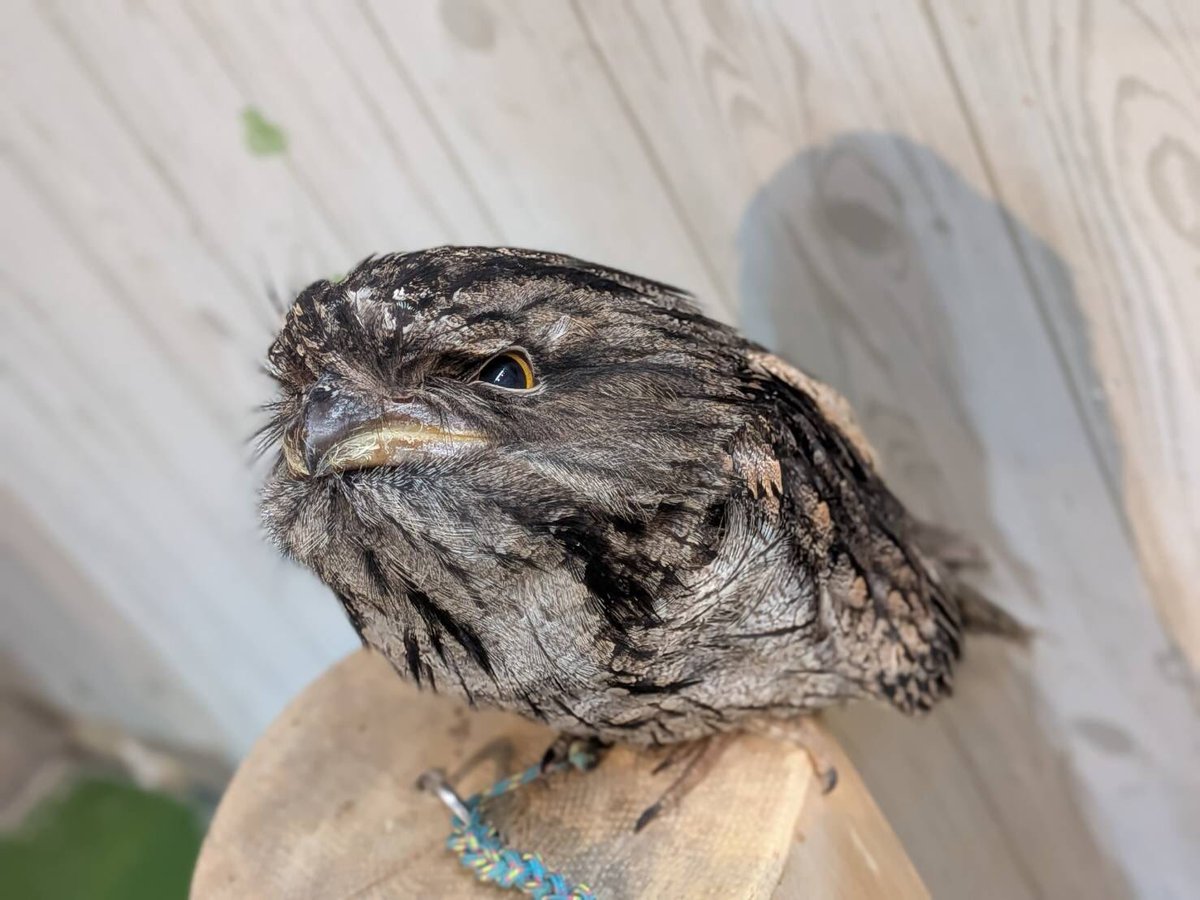 owlnestcafe's tweet photo. 本日から仲間入り!!
まだ頭がぽわっぽわのインドコキンメフクロウと、当店ではお久しぶりのオーストラリアガマグチヨタカです🥳
今日きたばかりでまだ少し緊張していますが、そっと会いに来てみてくださいね😊
お迎えも募集中♪

お問い合わせはこちら💁‍♀️

📞03-5817-8133

#フクロウ　#フクロウカフェ https://t.co/t1RRzwcAyb