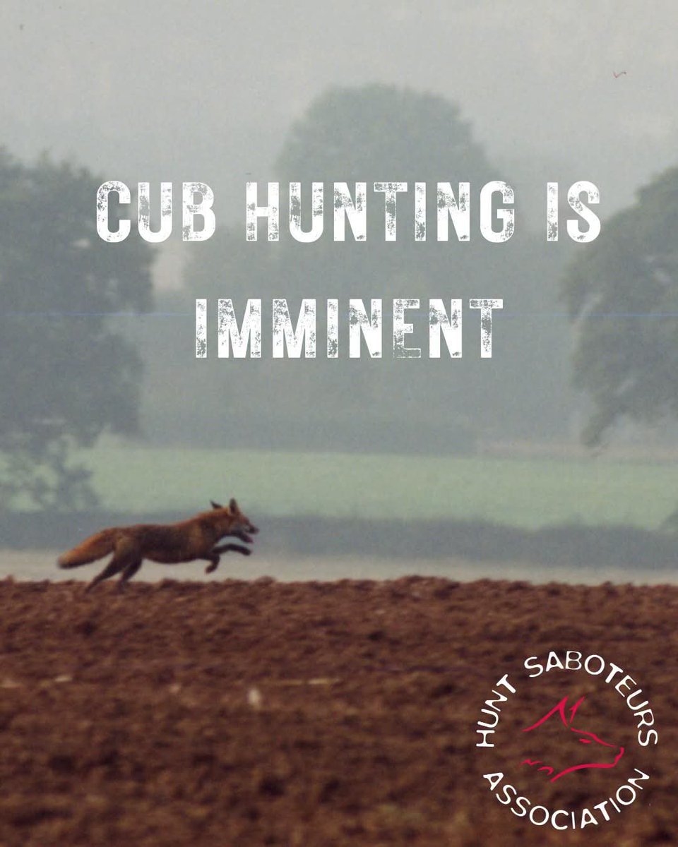 HuntSabs's tweet photo. Hunts all over the country will be gearing up to head out and kill foxes for the cub hunting season. Over the summer, older or 'unusable' hounds will have been killed by hunts, and the remaining ones will be encouraged to go out and kill fox cubs to get a taste for the main hunting season.
Cub hunting usually takes place early morning before it becomes too warm, or at dusk. There will usually be fewer riders who will surround an area where foxes are likely to be such as a copse. They will surround the area in order to turn any fleeing foxes back towards hounds to face a violent and painful death.
Please be vigilant and if you have any information regarding a hunt near you, please contact your local hunt saboteur group https://t.co/lthiV2Co4w
You can support the work that the HSA does by becoming a member 👉 https://t.co/tCKNb2yMgL