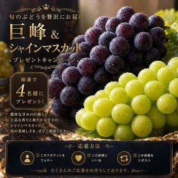 kajitsu_saido's tweet photo. \\公式アカウント開設記念企画//

🍇巨峰＆シャインマスカットプレゼントキャンペーン🍇

旬のぶどうを贅沢に味わえるセットを
抽選で4名様にプレゼントいたします🎁

【応募方法】
①当アカウントをフォロー
②この投稿にいいね
③この投稿をリポスト

８月６日　２３：５９まで！ https://t.co/tL32qFAz50