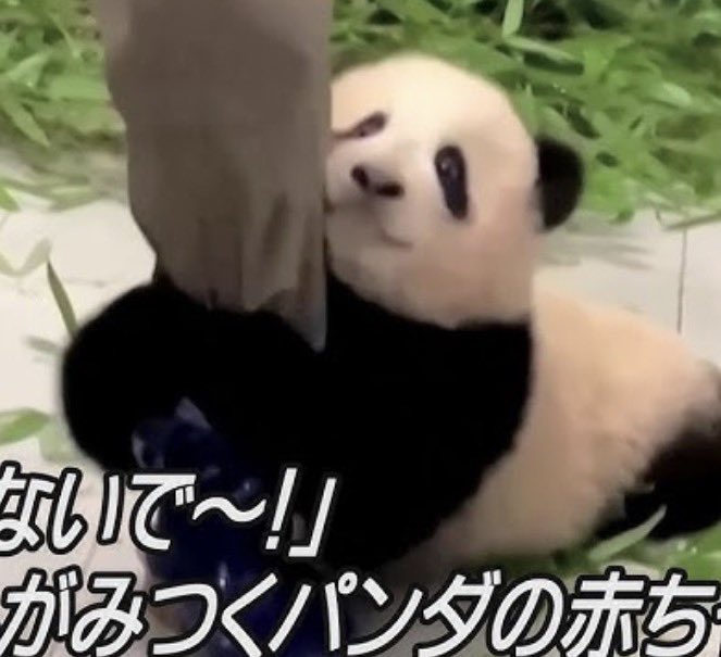 ai_kosukeeee's tweet photo. 忙し過ぎて今あべゆらのコイノートを見たのですが、、！！！
ゆらくんの足にしがみつくこうすけ？！？？ https://t.co/tQNNTEx4ns