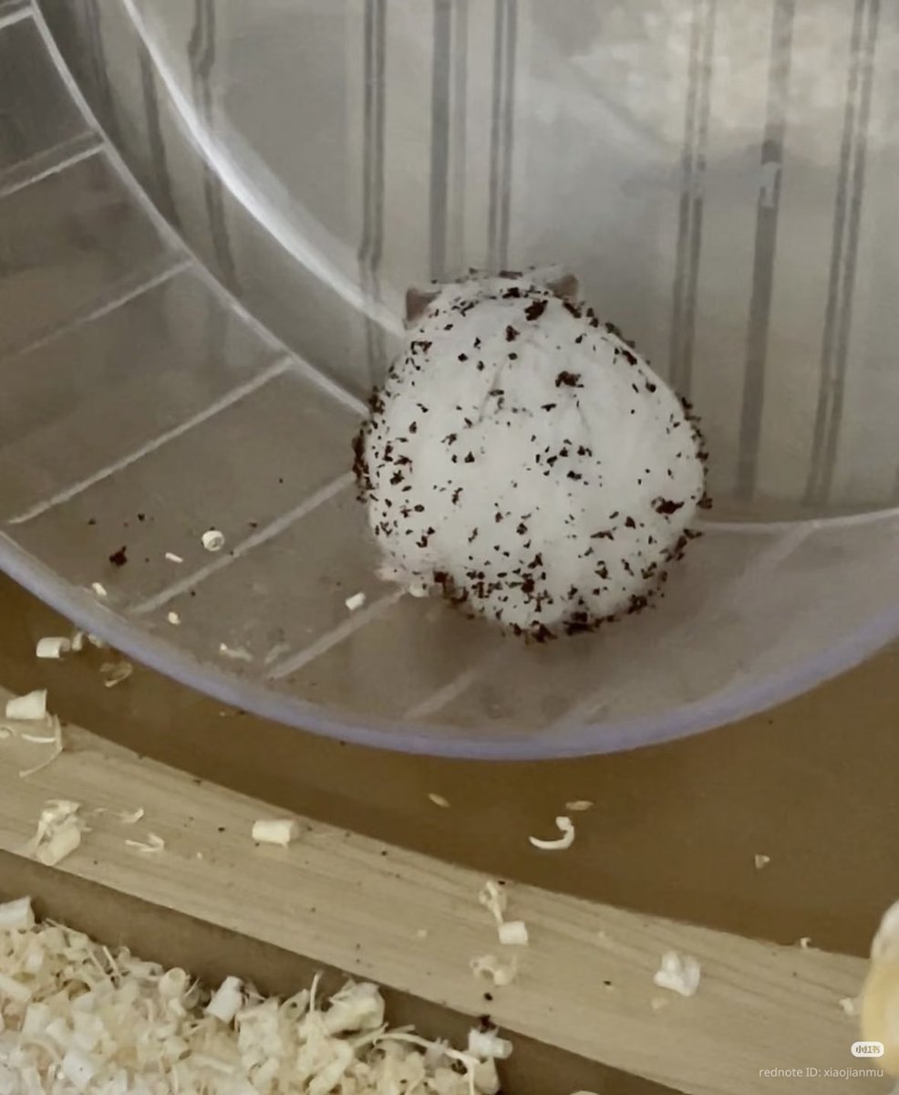 TweetsOfHamster's tweet photo. mini oreo MC flurry little balls https://t.co/YKxIWD4WKI