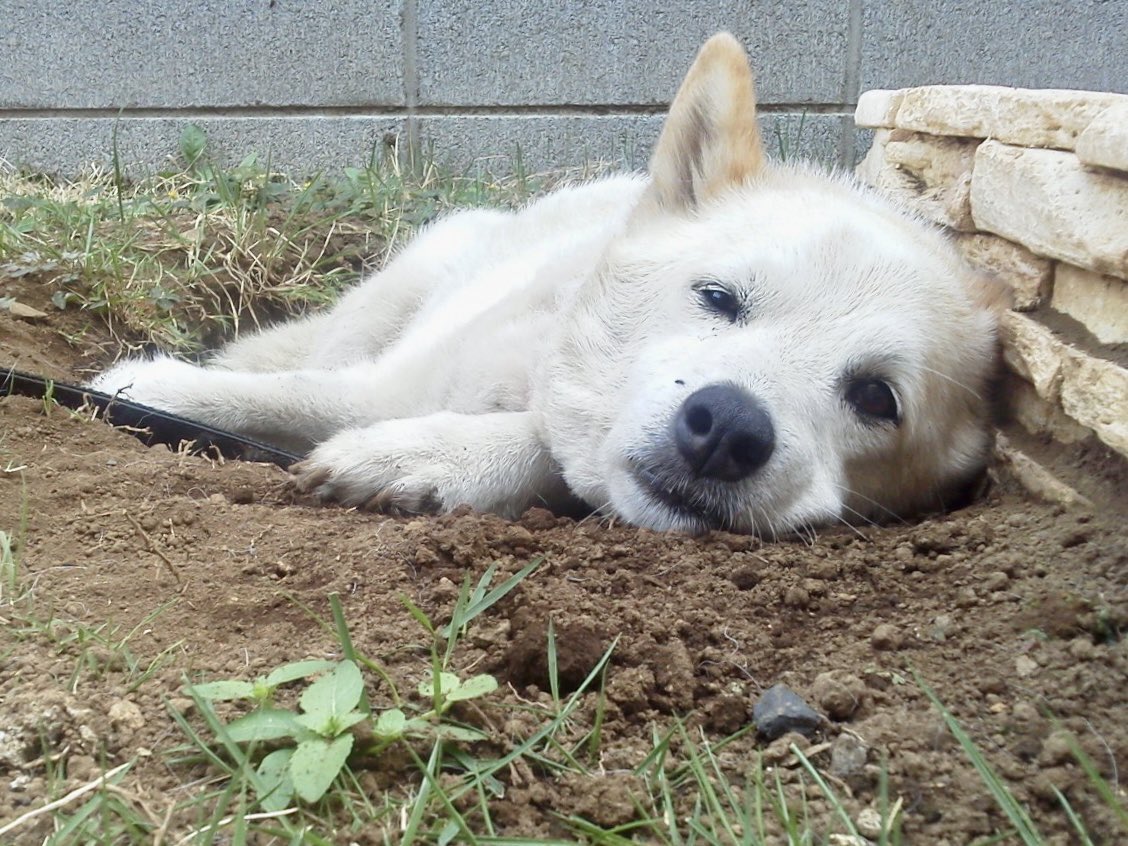 goen0414's tweet photo. おじいわんは毎年夏になると庭のあちこちに自分で穴を掘って涼んでた。
たまにうさぎ氏がちゃっかり中に入る事もあったが、退かさず怒らず保護者のようにただ見ていた。 https://t.co/re4R02SpUW