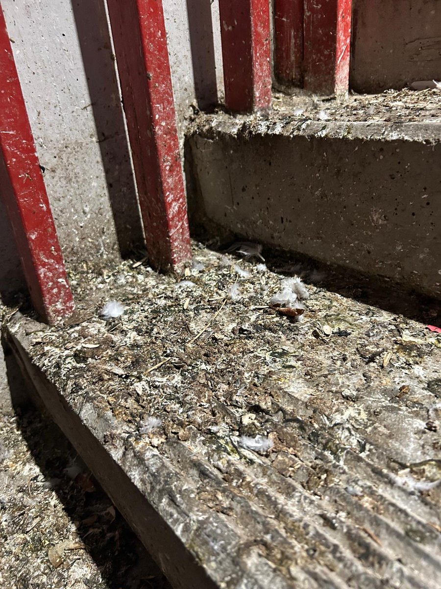 bukaneros92's tweet photo. Indica que el Estadio es seguro y se limpia todos los partidos, y que todo se debe a una "superpoblación de palomas".

Debe ser que las palomas del barrio se ponen de acuerdo antes de los partidos para defecar al mismo tiempo.

Presa trata a @marca y al Rayismo como gilipollas. https://t.co/iVFgcqDQ8Q