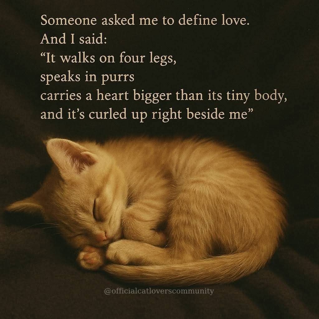 Tom_in_Nevada's tweet photo. I have two, One is a Grey Tabby
The second is a Black Bombay
Love them both .... ❤️❤️❤️ https://t.co/IGigSqde7O