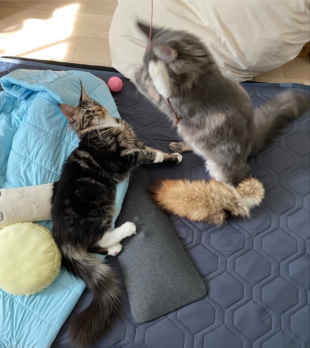 Midora0428's tweet photo. 今我が家で人気ナンバーワンのおもちゃ
#猫 #メインクーン #猫がいる生活 #cat https://t.co/1LOl8QrTaQ