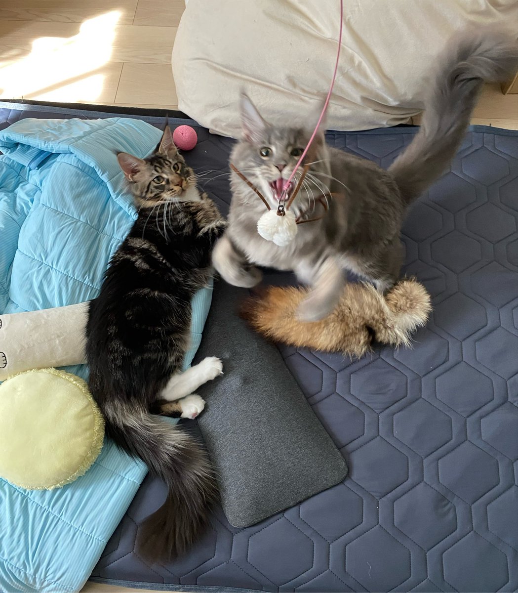 Midora0428's tweet photo. 今我が家で人気ナンバーワンのおもちゃ
#猫 #メインクーン #猫がいる生活 #cat https://t.co/1LOl8QrTaQ