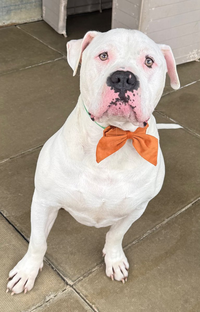 dotslondon's tweet photo. @BabyDoge Sir George who is looking for a new home and up for adoption via our Sanctuary? 🧡 https://t.co/Ivlu2qVryc