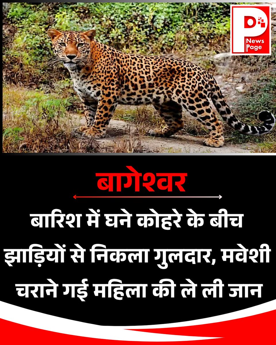 UKNEWSPAGE's tweet photo. बागेश्वर के कांडा बाझीरौट-खड़खेत गांव की 48 वर्षीय कमला देवी 50 से ज्यादा मवेशियों को चराने जंगल गई थीं। तेज बारिश और घने कोहरे के बीच झाड़ियों से निकले गुलदार ने हमला कर दिया, जिससे उनकी मौके पर ही मौत हो गई।
.
.
#bageshwar #uttarakhand #LeopardAttack #LeopardTerror #NewsPage https://t.co/cKFeEWMRU9