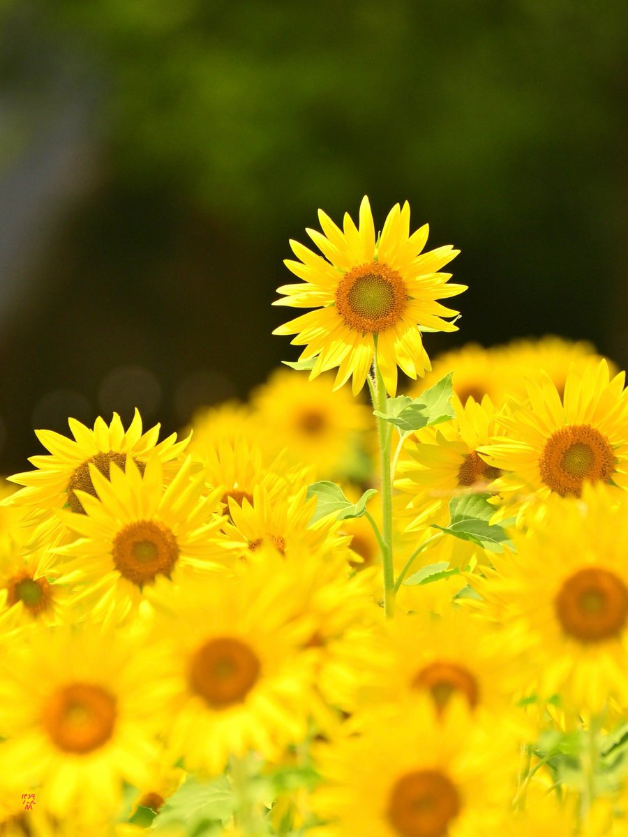 背伸びしたいお年頃 300mmで撮る🌻ひまわり Z5II AF-P NIKKOR 70-300mm