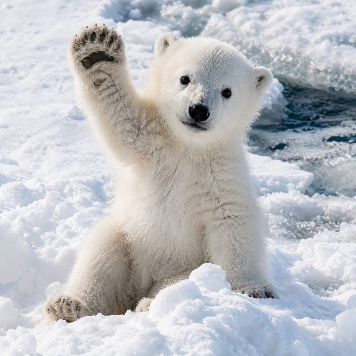 NanoqToken's tweet photo. $NANOQ is only 3 days old since launch 🚀🐻‍❄️❄️

Trade now on Jupiter:

https://t.co/vmDrRDMOQp https://t.co/Fy3VARcKir