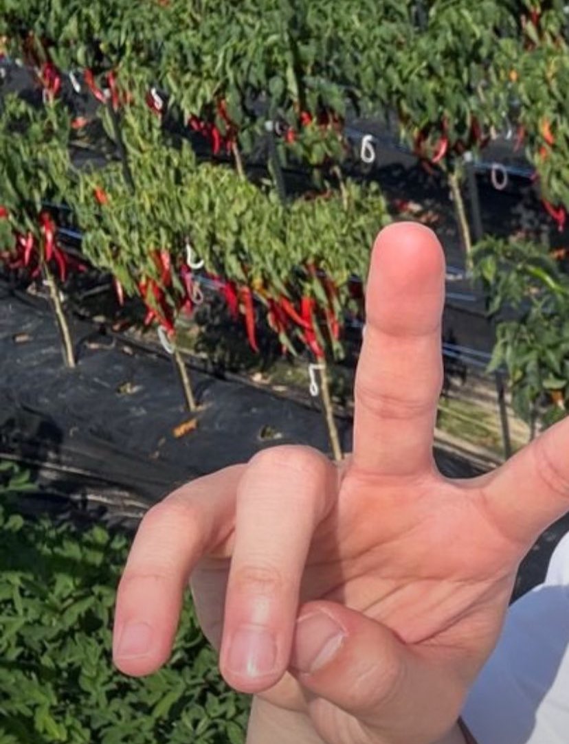 u_han94's tweet photo. I’ll never forget Xiumin mistaking chili peppers for red flowers on EXO-L Anniversary last year 😭🌶️He was so ready to take a pretty selfie for us… until he realized what they actually were. Then all he could do was awkwardly cute peace sign 😭🤏🤏🤏 https://t.co/KvQ87H1QYQ