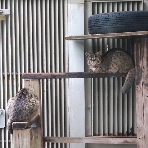 higashiyamapark's tweet photo. 【オフィシャルブログ】ツシマヤマネコの排卵とか...
https://t.co/HW0De0UUtr

#ツシマヤマネコ 飼育担当より、#ペアリング や、ネコ科動物の排卵などについてなどのお話です。

#東山動植物園 #したる #絶滅危惧種 #動物園 #名古屋 https://t.co/iAI383GaQB