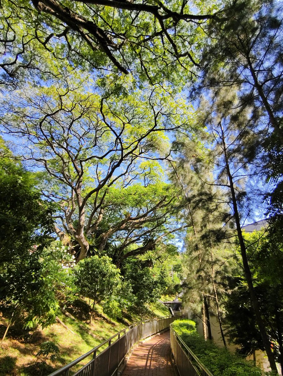 cochemdfsf's tweet photo. Bright skies and modern vibes! ☀️🏢 Enjoy the perfect blend of nature and architecture. 🌳✨ https://t.co/90MHeHWLcM