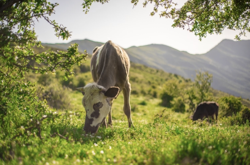 SamaHoole's tweet photo. You cannot digest grass. She turns it into milk.

You cannot digest straw. She turns it into beef.

You cannot digest the stalks left standing after the harvest. She turns it into butter.

You cannot digest brewers' grains. She turns it into cheese.

You cannot digest sugar beet pulp. She turns it into cream.

You cannot digest citrus peel. She turns it into suet.

You cannot digest almond hulls. She turns it into tallow.

You cannot digest cottonseed. She turns it into leather.

You cannot digest apple pomace after the cider. She turns it into bone broth.

You cannot digest rape meal after the oil is pressed. She turns it into yoghurt.

You cannot digest the spent mash from the whisky. She turns it into ghee.

You cannot digest the trimmings off the vegetables you did eat. She turns it into marrow.

Twelve inputs. Twelve things we made, could not use, and would otherwise pay a man to take away. She eats the lot and hands back the best food on the planet, for free, in a field, in the rain.

There is a building in California where they are trying to do a fraction of this in a steel tank, on grid electricity, on sugar grown by a tractor, funded by a man who has never once been in a shed at four in the morning.

We have looked at the only machine that turns our rubbish into our dinner and decided the problem is that it exists.

She is not competing with you for food.

She is doing the washing up, and we are drawing up plans to sack her.