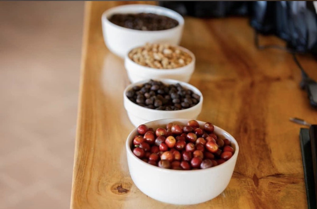Muganzisecure's tweet photo. If Robusta is a bad coffee then does that mean Uganda is the birthplace of bad coffee?

It is a question worth asking because Uganda is one of the original homes of Robusta coffee. This is not simply a crop we adopted; it is part of our history, our environment, our culture and the livelihood of millions of farmers. Yet for decades, we have allowed a narrative to grow that suggests Robusta is automatically inferior, cheaper and incapable of producing exceptional quality. But maybe the problem has never been the coffee itself. Maybe the problem has been the way we have treated it and the story we have told about it.

For years, we have judged Robusta based on poor harvesting, poor processing and limited investment, then used those results as evidence that the species is the problem. But coffee does not become great because of its name. It becomes great because of the choices made throughout the value chain. From how we nurture the trees, harvest only ripe cherries, process with precision, dry carefully, store properly, and roast skillfully  every step determines the final experience in the cup.

I have tasted washed Robustas that completely challenged the perception I once had about this coffee. Coffees that were clean, sweet, balanced and complex. Coffees that showed me that quality is not reserved for one species. Quality is created through knowledge, commitment, and attention to detail. A poorly handled Arabica can disappoint just as a carefully produced Robusta can amaze.

The question we should be asking is not, “Why is Robusta inferior?” The bigger question is, “Why have we not invested enough in showing the world what great Robusta can become?” Uganda should not be apologizing for being the home of Robusta. We should be leading the conversation on what the future of this coffee can look like.

That is why I have committed myself to rebranding the Robusta coffee story. Not through slogans or asking the world to lower its standards but through better agronomy, better processing, stronger traceability, farmer empowerment and telling the story of a coffee that has always had potential.

The future of coffee will not be determined by whether a coffee is called Arabica or Robusta. It will be determined by the passion, knowledge and discipline behind every cup.

And I believe Uganda has an opportunity to prove that Robusta is not the coffee of yesterday. It is a coffee of the future.

For God and my country 
#YouthInCoffee