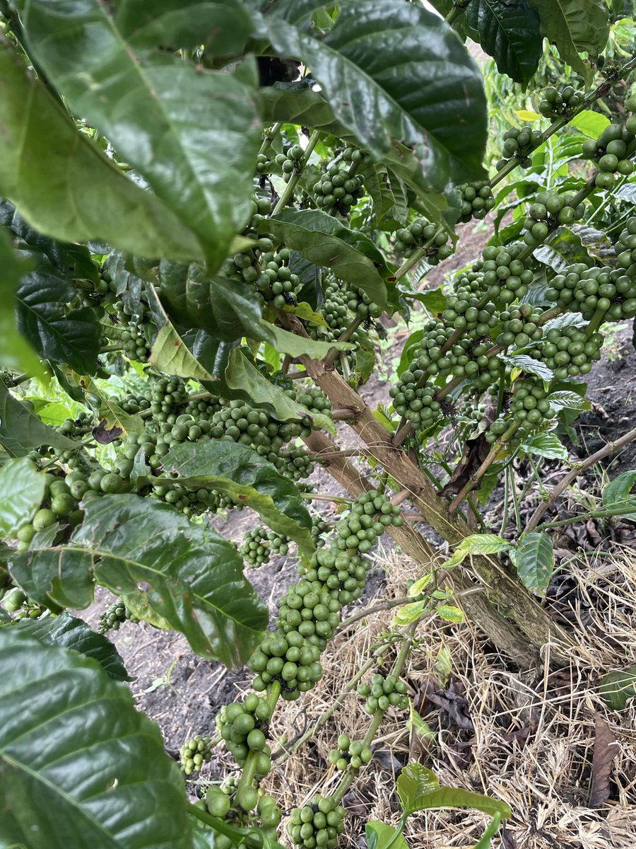 Muganzisecure's tweet photo. If Robusta is a bad coffee then does that mean Uganda is the birthplace of bad coffee?

It is a question worth asking because Uganda is one of the original homes of Robusta coffee. This is not simply a crop we adopted; it is part of our history, our environment, our culture and the livelihood of millions of farmers. Yet for decades, we have allowed a narrative to grow that suggests Robusta is automatically inferior, cheaper and incapable of producing exceptional quality. But maybe the problem has never been the coffee itself. Maybe the problem has been the way we have treated it and the story we have told about it.

For years, we have judged Robusta based on poor harvesting, poor processing and limited investment, then used those results as evidence that the species is the problem. But coffee does not become great because of its name. It becomes great because of the choices made throughout the value chain. From how we nurture the trees, harvest only ripe cherries, process with precision, dry carefully, store properly, and roast skillfully  every step determines the final experience in the cup.

I have tasted washed Robustas that completely challenged the perception I once had about this coffee. Coffees that were clean, sweet, balanced and complex. Coffees that showed me that quality is not reserved for one species. Quality is created through knowledge, commitment, and attention to detail. A poorly handled Arabica can disappoint just as a carefully produced Robusta can amaze.

The question we should be asking is not, “Why is Robusta inferior?” The bigger question is, “Why have we not invested enough in showing the world what great Robusta can become?” Uganda should not be apologizing for being the home of Robusta. We should be leading the conversation on what the future of this coffee can look like.

That is why I have committed myself to rebranding the Robusta coffee story. Not through slogans or asking the world to lower its standards but through better agronomy, better processing, stronger traceability, farmer empowerment and telling the story of a coffee that has always had potential.

The future of coffee will not be determined by whether a coffee is called Arabica or Robusta. It will be determined by the passion, knowledge and discipline behind every cup.

And I believe Uganda has an opportunity to prove that Robusta is not the coffee of yesterday. It is a coffee of the future.

For God and my country 
#YouthInCoffee