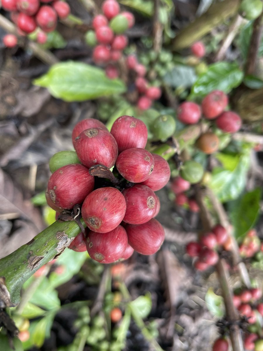 Muganzisecure's tweet photo. If Robusta is a bad coffee then does that mean Uganda is the birthplace of bad coffee?

It is a question worth asking because Uganda is one of the original homes of Robusta coffee. This is not simply a crop we adopted; it is part of our history, our environment, our culture and the livelihood of millions of farmers. Yet for decades, we have allowed a narrative to grow that suggests Robusta is automatically inferior, cheaper and incapable of producing exceptional quality. But maybe the problem has never been the coffee itself. Maybe the problem has been the way we have treated it and the story we have told about it.

For years, we have judged Robusta based on poor harvesting, poor processing and limited investment, then used those results as evidence that the species is the problem. But coffee does not become great because of its name. It becomes great because of the choices made throughout the value chain. From how we nurture the trees, harvest only ripe cherries, process with precision, dry carefully, store properly, and roast skillfully  every step determines the final experience in the cup.

I have tasted washed Robustas that completely challenged the perception I once had about this coffee. Coffees that were clean, sweet, balanced and complex. Coffees that showed me that quality is not reserved for one species. Quality is created through knowledge, commitment, and attention to detail. A poorly handled Arabica can disappoint just as a carefully produced Robusta can amaze.

The question we should be asking is not, “Why is Robusta inferior?” The bigger question is, “Why have we not invested enough in showing the world what great Robusta can become?” Uganda should not be apologizing for being the home of Robusta. We should be leading the conversation on what the future of this coffee can look like.

That is why I have committed myself to rebranding the Robusta coffee story. Not through slogans or asking the world to lower its standards but through better agronomy, better processing, stronger traceability, farmer empowerment and telling the story of a coffee that has always had potential.

The future of coffee will not be determined by whether a coffee is called Arabica or Robusta. It will be determined by the passion, knowledge and discipline behind every cup.

And I believe Uganda has an opportunity to prove that Robusta is not the coffee of yesterday. It is a coffee of the future.

For God and my country 
#YouthInCoffee
