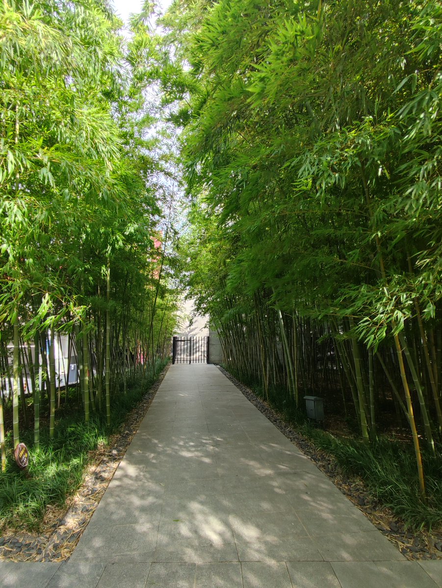 MICHAEL_CHO_'s tweet photo. Spent the morning chasing golden hour light through Kyoto’s bamboo grove—each rustle, each sunbeam made this quiet adventure feel like a dream come true https://t.co/rbgrG3VP6V