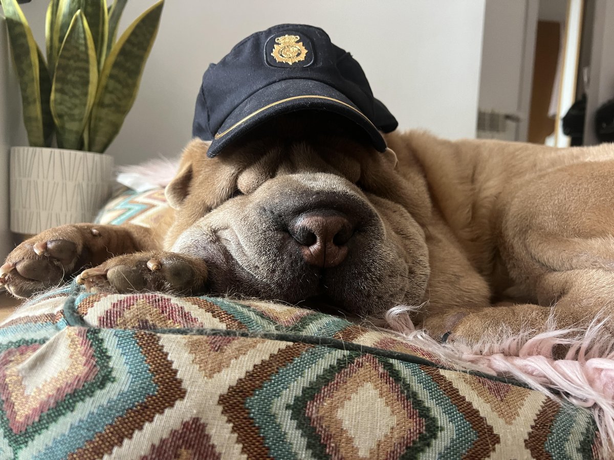 policia's tweet photo. No tienen voz para denunciar, pero nos tienen a nosotros🐶🐱🐰🫏

⚠️Si conoces algún caso de #MaltratoAnimal, no mires hacia otro lado

    📞091
    📲A través de @alertcops, utilizando la alerta específica de "Maltrato Animal"

Su protección también depende de ti🫵
We💙#Animals https://t.co/lvNEooysmK