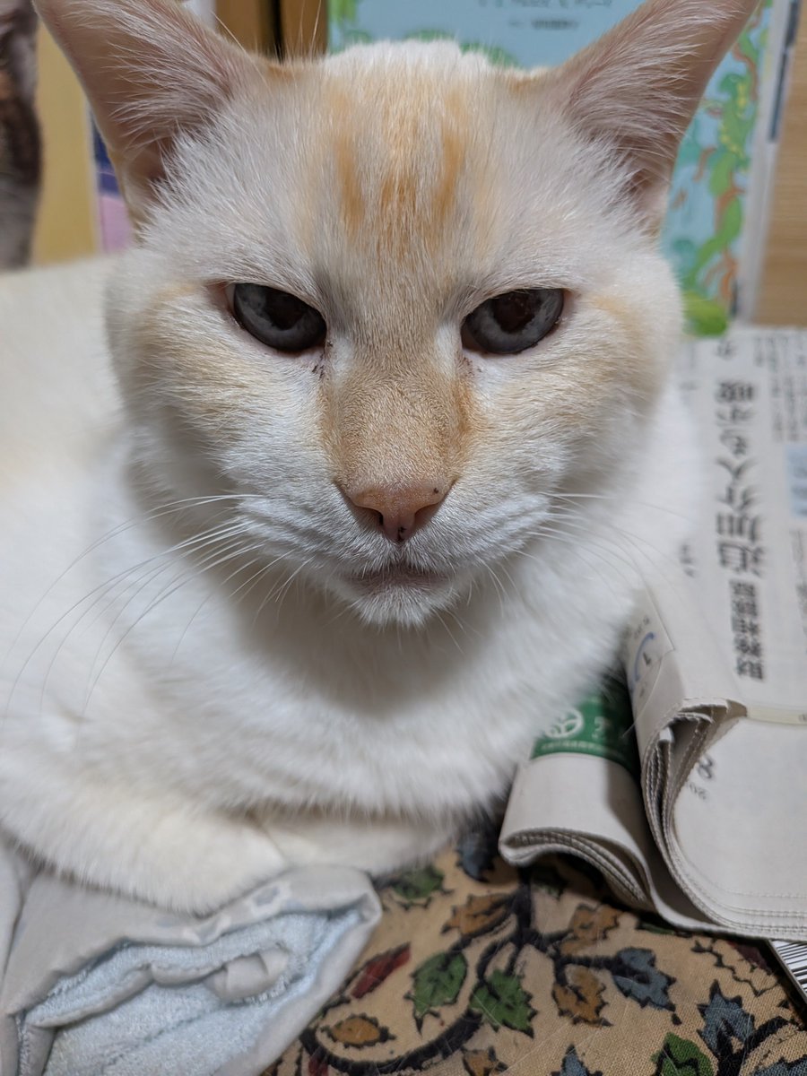 dm33223's tweet photo. @umatetsu0812 こんばんかもめ(｀･ω･´)ゞ応援してるニャー🐱 https://t.co/784LCTrhsQ