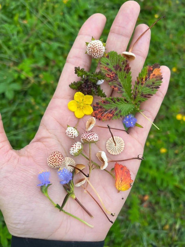 lunecrumbss's tweet photo. a little bouquet of earth 💐 https://t.co/bujdttVXbI