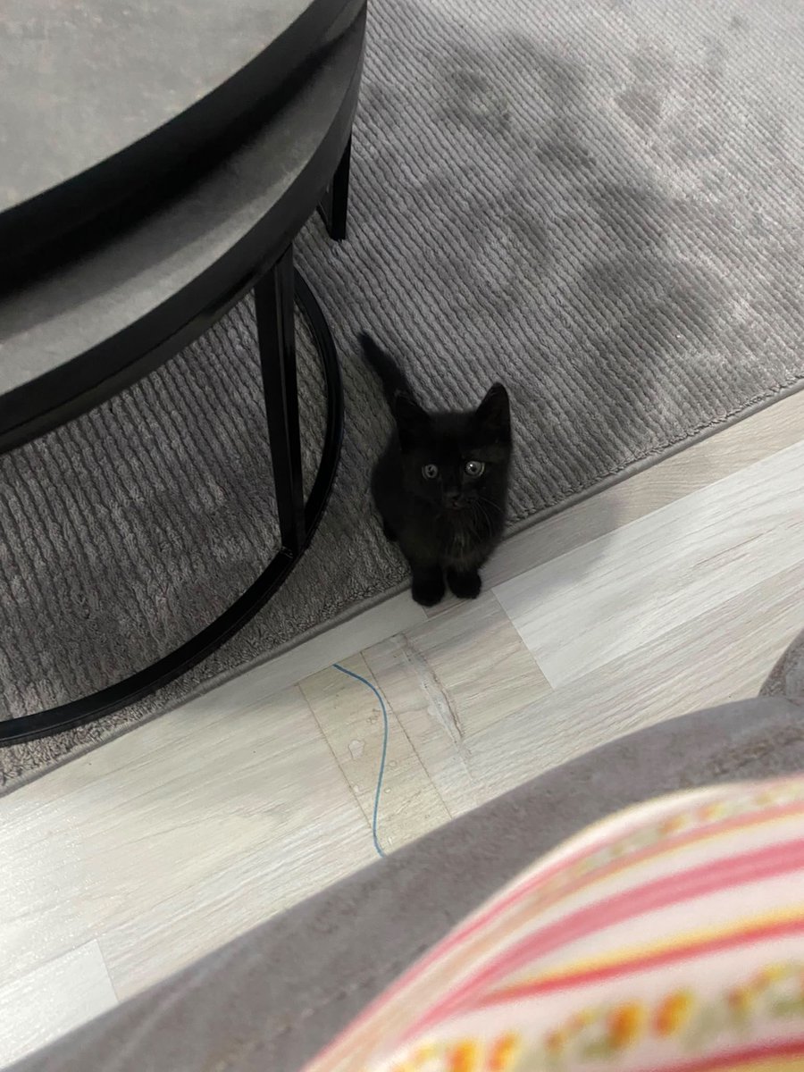 imbbynana's tweet photo. Bu 1,5 aylık siyah boncuk kıza yuva arıyoruz. Vakti kısıtlı o sebeple hızlı bir şekilde yuva bulmak zorunda sokağa bırakmak zorunda kalınacak. Yer: Kocaeli. #yuva https://t.co/LO8rBLg4BC