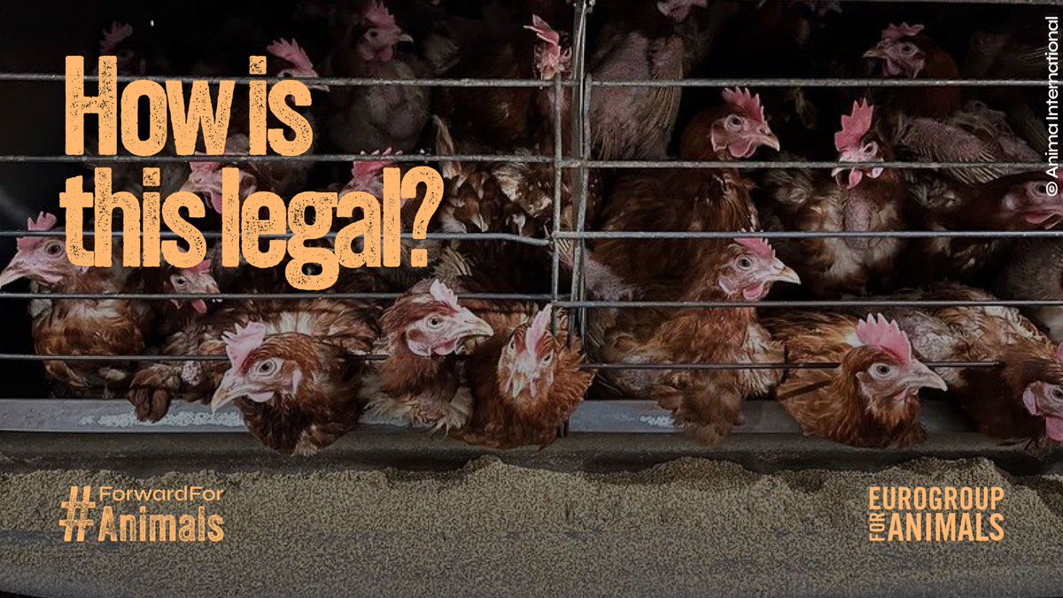 Act4AnimalsEU's tweet photo. An estimated 143 million farmed hens are still being reared in cages in the EU every year. 🐓⛓️
This cruel confinement is still happening despite the overwhelming level of support for a cage ban, as demonstrated by the 1.4 million citizens who signed the #EndTheCageAge ECI. https://t.co/W42JVhkqmN