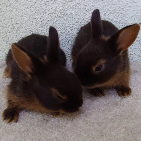 AMAZlNGNATURE's tweet photo. One of the world's rarest rabbit breeds is impossible to mistake

The Tan Rabbit's jet-black coat and golden markings have made it a favourite among rabbit enthusiasts for over a century https://t.co/Ji1DiNppTR