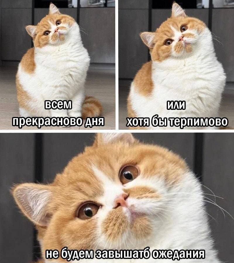 mousemaking's tweet photo. Всем терпимово дня https://t.co/8966IsYNkn