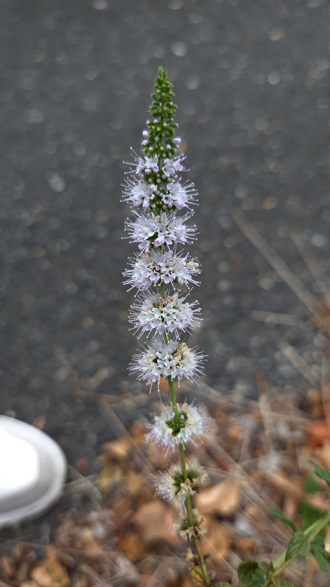edelweice2's tweet photo. 今朝の散歩から…🚶‍♀️
①② キカラスウリ（黄烏瓜）雄花♂
③ 雌花♀
④ 足元に咲いていたのは ミドリハッカ／スペアミントかな❓ https://t.co/beN8Pwie50