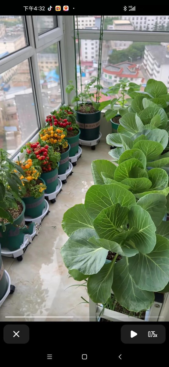 JnatasCruz's tweet photo. My tiny balcony now grows my own veggies —who knew 2024 would turn me into a backyard gardener， https://t.co/Hf6R6LWgSZ