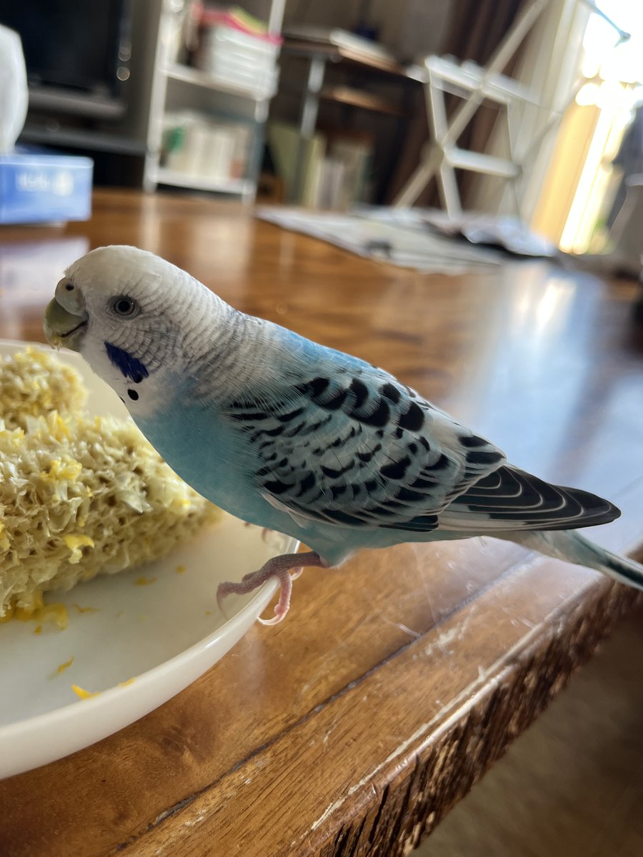 36hiika's tweet photo. とうもろこし美味しい
飼い主の食べかけでスミマセン https://t.co/vMlMgW3rnX